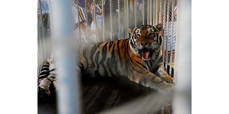 Louisiana leaders discuss getting a second live tiger to bring to LSU football games