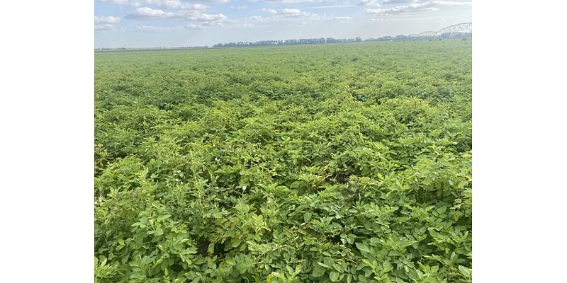 Heat and rain cause harvest delays in northeastern North Dakota