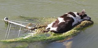 Senior Dog Found Stranded in Canal with Almost 'No Chance of Survival' Recovers and Gets the 'Best Life'