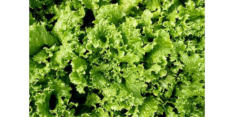 Baltimore County loses 83 jobs as vertical lettuce farm closes