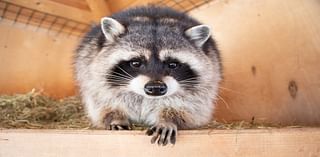 Poop, Pee And Raccoons: US Family Faces Rs 84 Lakh Repair Bill