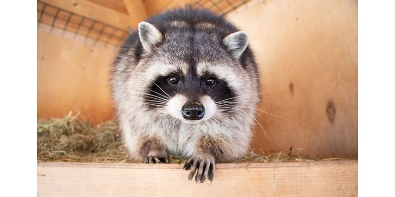 Poop, Pee And Raccoons: US Family Faces Rs 84 Lakh Repair Bill