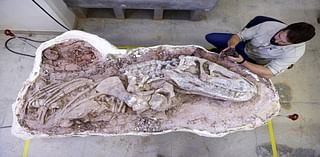 Discovery of one of the oldest-ever reptile fossils in Brazil could explain rise of dinosaurs