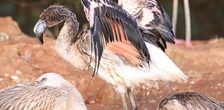 ‘Curious’ flamingo chick escapes zoo