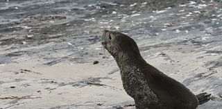 Scientists in South Africa say they have identified the first known outbreak of rabies in seals