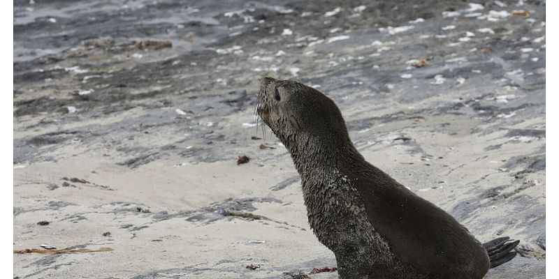 Scientists in South Africa say they have identified the first known outbreak of rabies in seals