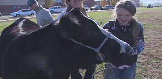 KCK students nominate teachers to ‘kiss a cow’ to help raise money for hurricane relief