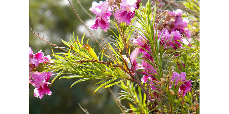 Seeking a desert-adapted replacement for dead tree