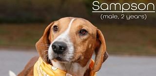 Looking for a dog to adopt in Morganton? Meet Sampson. His super power is his cuddles