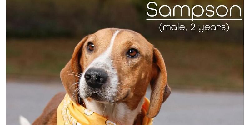 Looking for a dog to adopt in Morganton? Meet Sampson. His super power is his cuddles