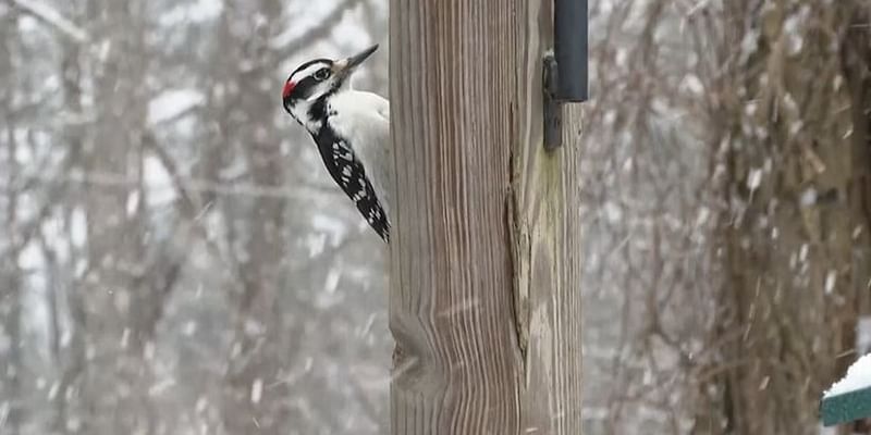 How are warmer winters impacting wildlife?