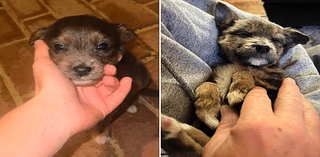 Family Adopts Puppy Found by Side of the Road: 'Immediately Fell in Love'