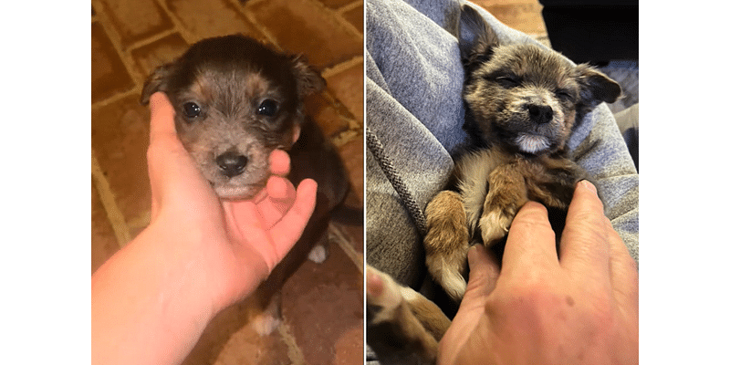 Family Adopts Puppy Found by Side of the Road: 'Immediately Fell in Love'