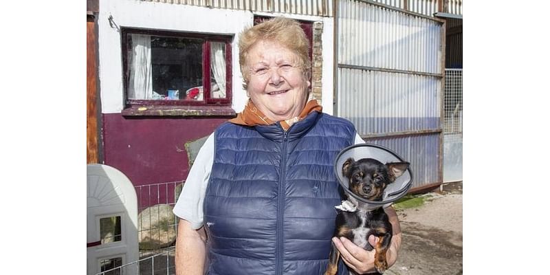 XL bully dog discounted ‘snip and chip’ service offered by Wicklow charity