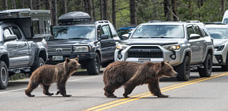 Grizzly 399 And Huge Cub Have Been “Elusive,”…