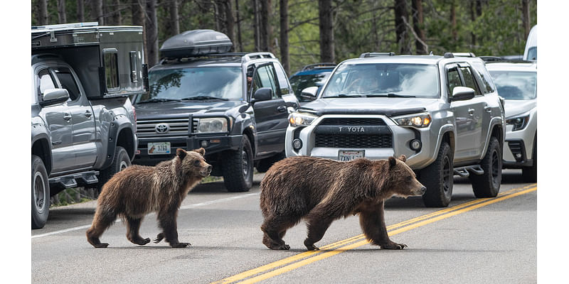 Grizzly 399 And Huge Cub Have Been “Elusive,”…