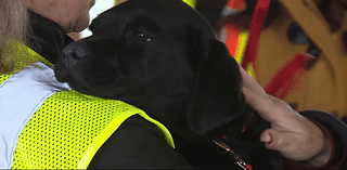 First 4 'Liberty Dog' puppies training to become service animals for veterans