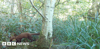 Rare pine marten spotted at Wiltshire safari park