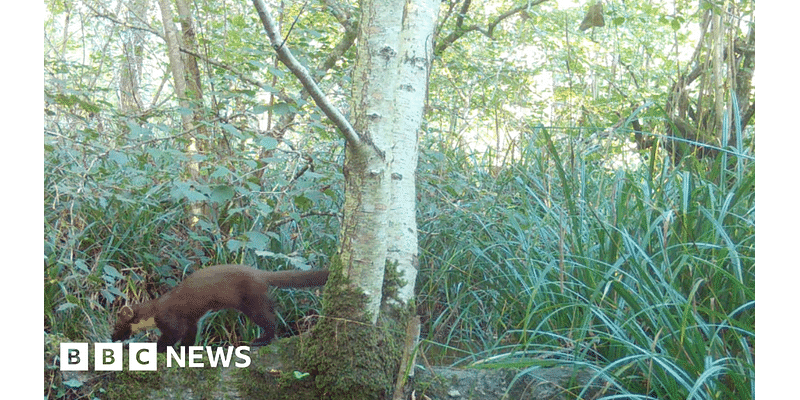 Rare pine marten spotted at Wiltshire safari park