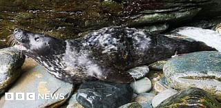 Seal pup entangled in fishing gear found on Trebarwith Strand