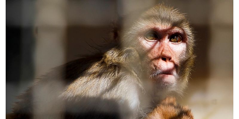 Police hunt 40 monkeys that escaped from a South Carolina research facility