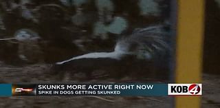 Skunks appear to be more active in Albuquerque metro