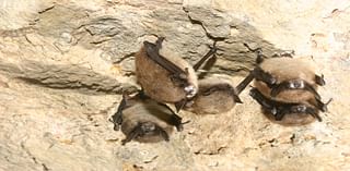 Forest Service closes Colorado caves to limit spread of bat disease that has killed millions of animals