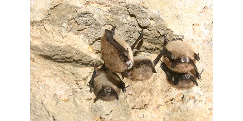 Forest Service closes Colorado caves to limit spread of bat disease that has killed millions of animals