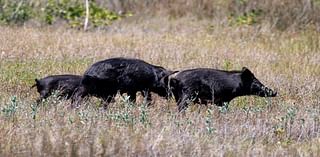 City officials scramble as feral hogs run rampant, putting local crops at serious risk: 'They want to destroy'