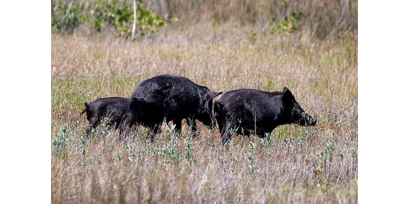 City officials scramble as feral hogs run rampant, putting local crops at serious risk: 'They want to destroy'