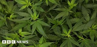 Leeds man charged over £17m cannabis import find