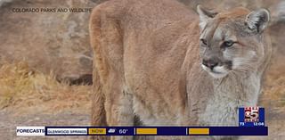 Mountain lion sightings and what you can do