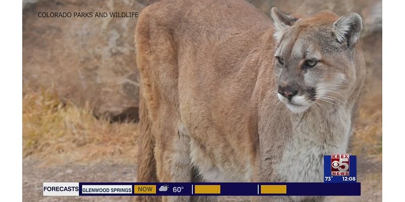 Mountain lion sightings and what you can do