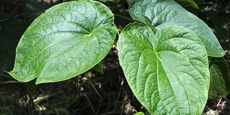 What Is Kava and Why Is It Controversial?