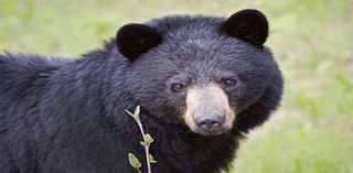 Black bears making a home in Middle Tennessee