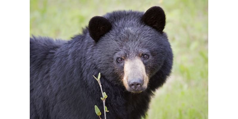 Black bears making a home in Middle Tennessee