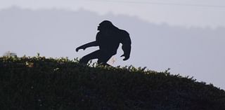 Bigfoot Spotted In Monroe? Midnight Howls 'Not A Bobcat'