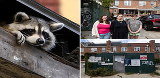 Raccoon rampage of poop and pee leaves NYC family with $100K repair bill