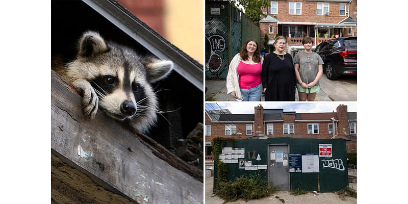 Raccoon rampage of poop and pee leaves NYC family with $100K repair bill