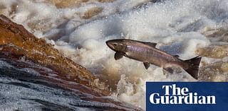 Salmon numbers in England and Wales last year were lowest on record