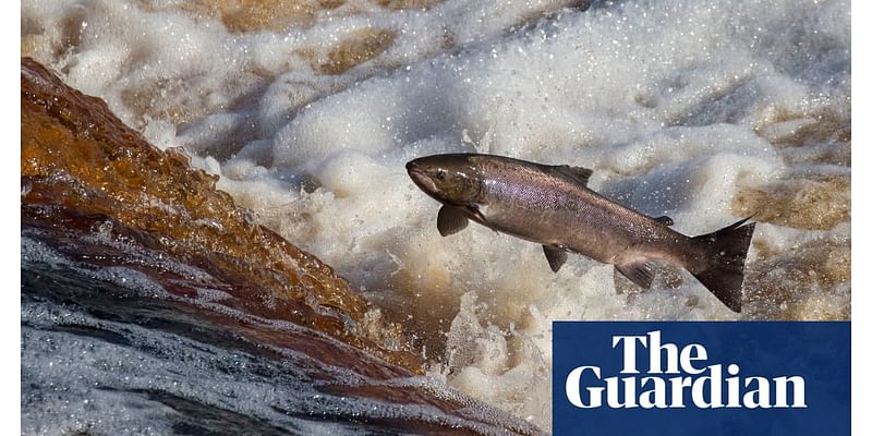 Salmon numbers in England and Wales last year were lowest on record