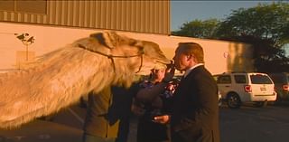 Celebrating the life of Clyde the Camel