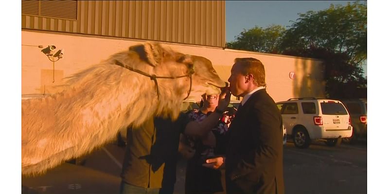 Celebrating the life of Clyde the Camel