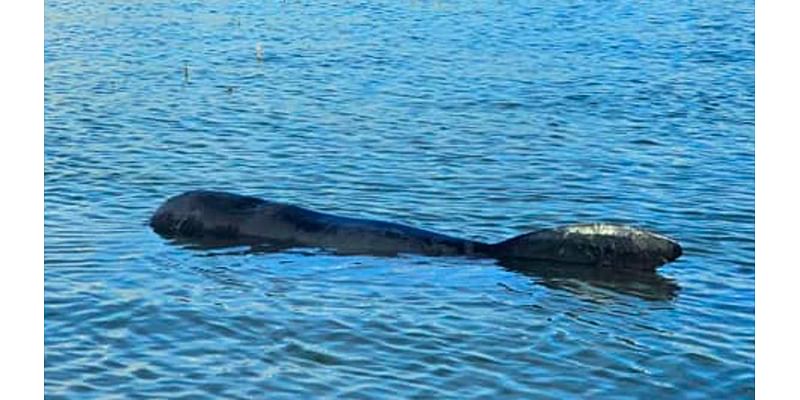 Police SHOOT dead juvenile whale after it got stranded alongside its mother in the Thames estuary with no chance of rescue