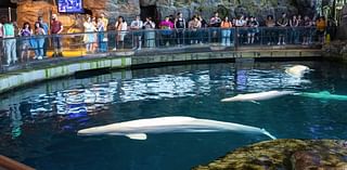 Shedd Aquarium workers file petition to form a labor union