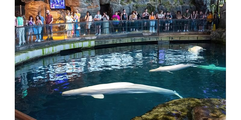 Shedd Aquarium workers file petition to form a labor union