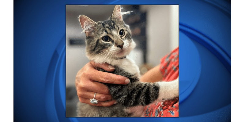 Wisconsin County Sheriff’s Office discovers kitten hiding in squad car engine, finds it a new home