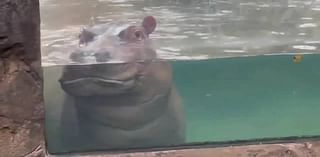 WATCH: Hippo eagerly awaits visitors at OH zoo