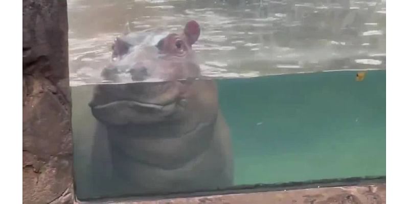 WATCH: Hippo eagerly awaits visitors at OH zoo