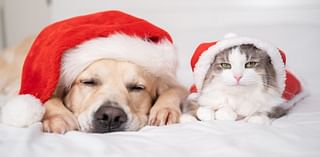 Holiday pet dangers: Keep your furry friends safe this season